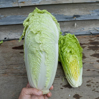 Emiko Chinese Cabbage (Organic F1 Hybrid 60 Days) - Vegetables