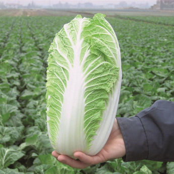 Emiko Chinese Cabbage (Organic F1 Hybrid 60 Days) - Vegetables