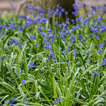 English Bluebells