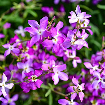 EVENING STOCK - Flowers