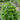 Everleaf Thai Towers Basil - Herbs