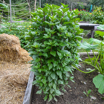 Everleaf Thai Towers Basil - Herbs