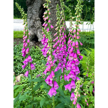 Excelsior Hybrid Foxglove - Flowers