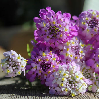 Fairy Mix Candytuft - Flowers