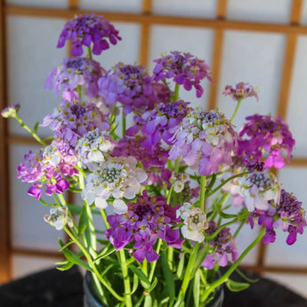 Fairy Mix Candytuft - Flowers