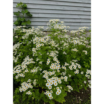 Feverfew - Herbs