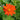 Fiesta del Sol Tithonia - Flowers