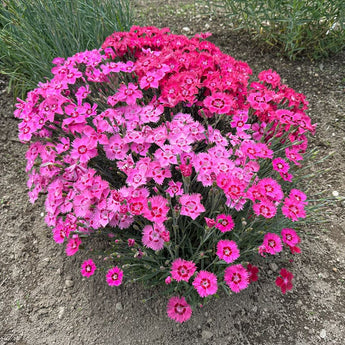 Flavora Rose Shades Dianthus - Flowers