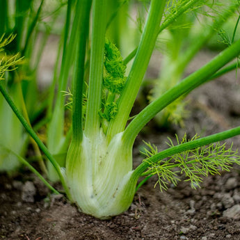 Florence Fennel (100 Days) - Herbs