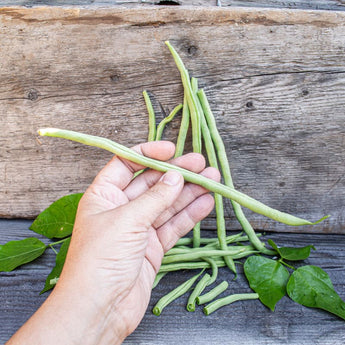 Fortex Pole Bean (60 Days) - Vegetables