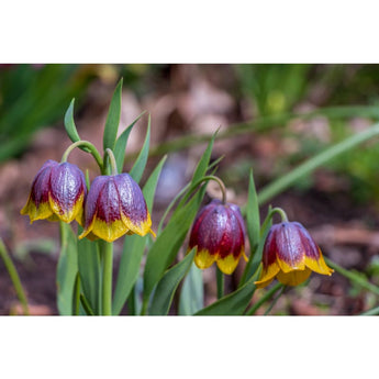 Fritillaria Michailovskyi - Fall