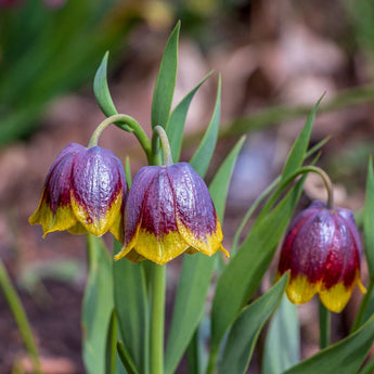 Fritillaria Michailovskyi - Fall