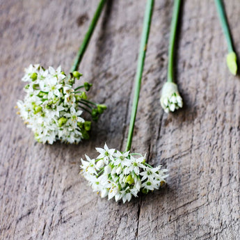 Geisha Garlic Chives - Herbs