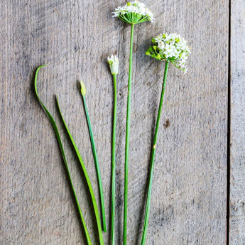 Geisha Garlic Chives - Herbs