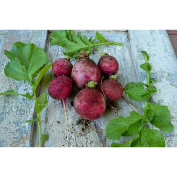 German Giant Radish (Heirloom 37 Days) - Vegetables