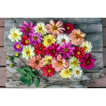 Giant Hybrid Mix Dahlia - Flowers