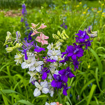 Giant Imperial Mix Larkspur - Flowers