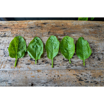 Giant Noble Spinach (Heirloom 46 Days) - Vegetables