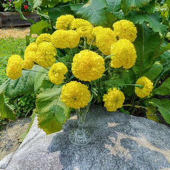 Giant Yellow Marigold - Flowers