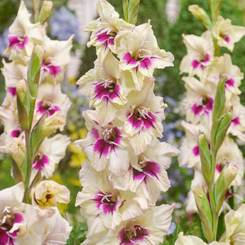 Gladiolus ’Amber Mistique’