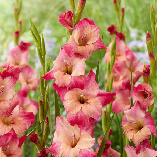 Gladiolus Bulbs – Pinetree Garden Seeds