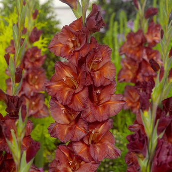 Gladiolus ’Chocolate’ - Spring