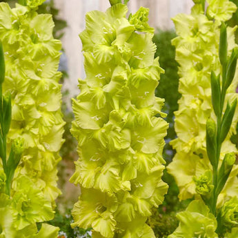 Gladiolus ’Kio’ - Spring