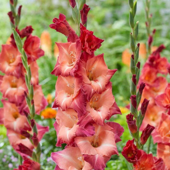 Gladiolus Bulbs – Pinetree Garden Seeds