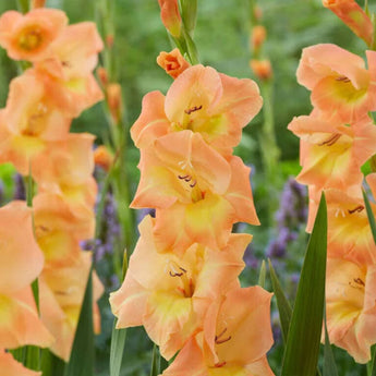 Gladiolus ’Peach Melba’ - Spring