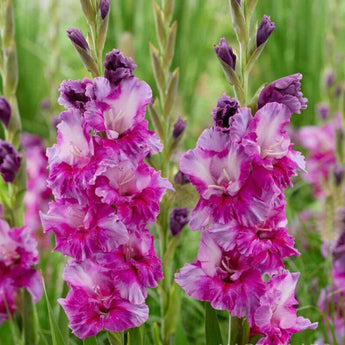 Gladiolus ’Purple Art’ - Spring