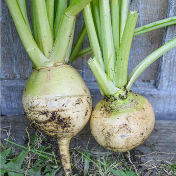 Golden Ball Turnip (Heirloom 60 Days) - Vegetables