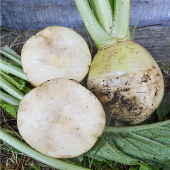 Golden Ball Turnip (Heirloom 60 Days) - Vegetables