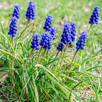 Grape Hyacinth - Fall