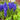 Grape Hyacinth - Fall