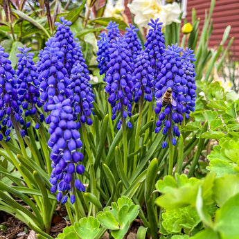 Grape Hyacinth - Fall