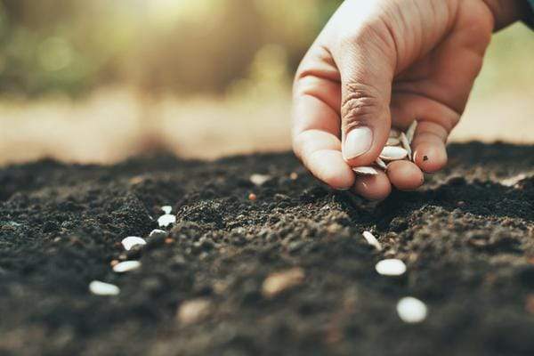 Hand planting pumpkin seeds in fresh garden soil.