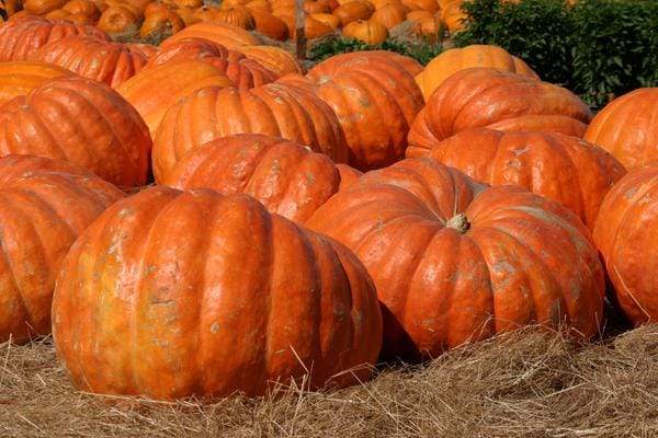 Giant orange pumpkins growing in garden patch.