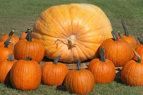 Group of small pumpkins scattered around giant pumpkin.