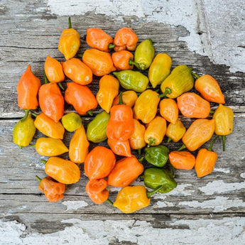 Habanero Hot Pepper (Heirloom 90 Days) - Vegetables