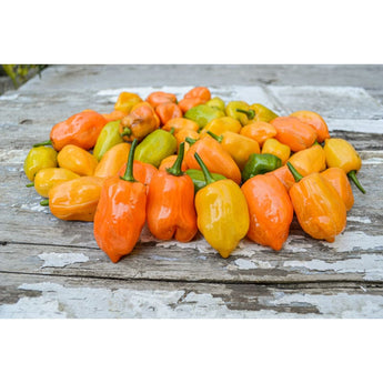 Habanero Hot Pepper (Heirloom 90 Days) - Vegetables