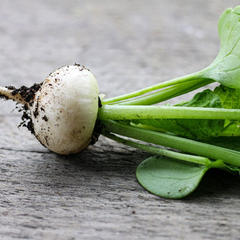 Hailstone Radish (Heirloom 25 Days) - Vegetables