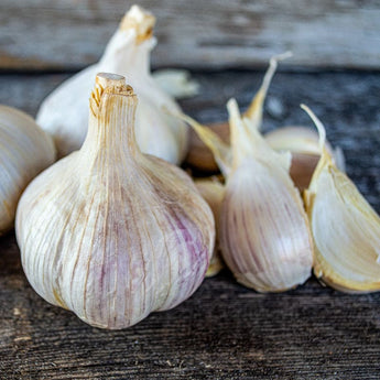 Hardneck Garlic-Bavarian Purple (Fall Planting) - Bulb