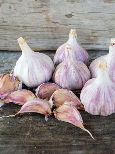 Hardneck Garlic- Duganski (Fall Planting) - Bulb