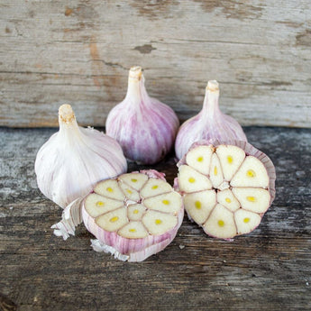 Hardneck Garlic- Duganski (Fall Planting) - Bulb