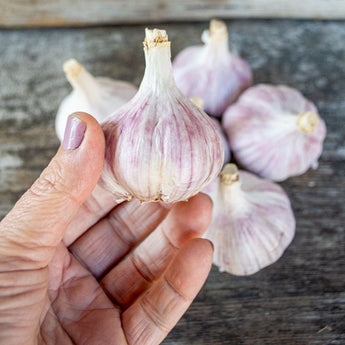 Hardneck Garlic- Duganski (Fall Planting) - Bulb