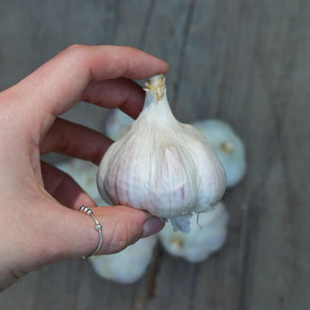 Hardneck Garlic-Krandasgar Red (Fall Planting) - Bulb