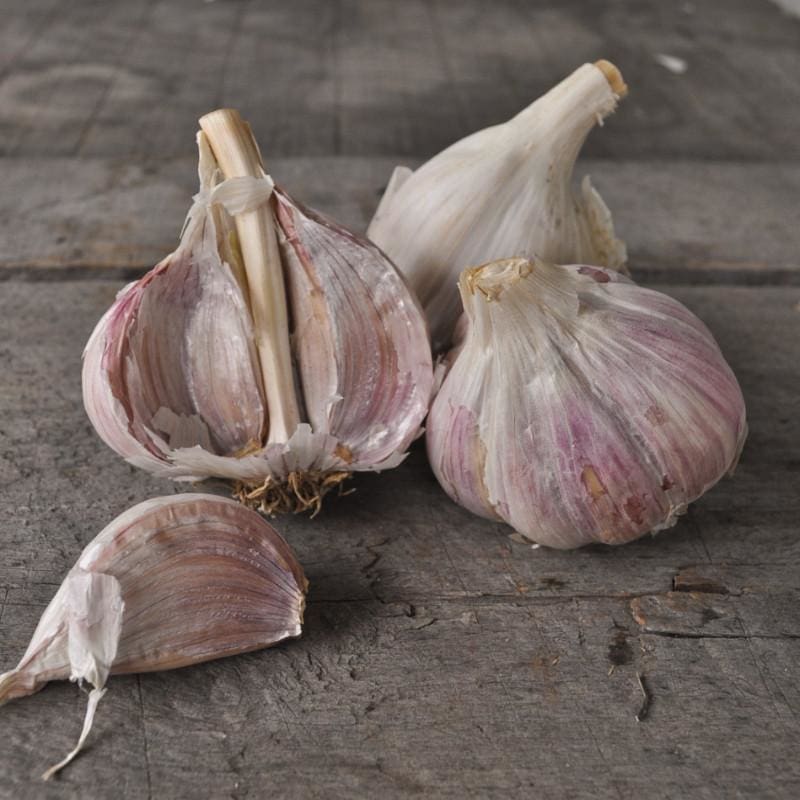 Hardneck Garlic Music Fall Planting Pinetree Garden Seeds