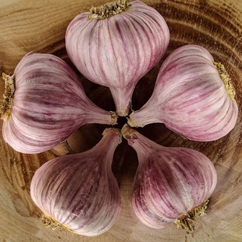 Hardneck Garlic-Persian Star (Fall Planting) - Bulb