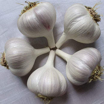 Hardneck Garlic-Romanian Red (Fall Planting) - Bulb