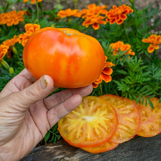 Harvest Moon Tomato (Organic F1 Hybrid 75 Days) - Vegetables